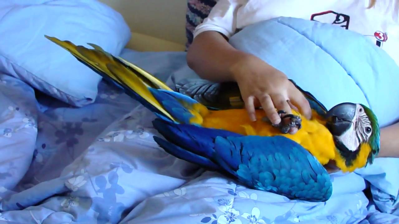 Arara brincando Deitada
