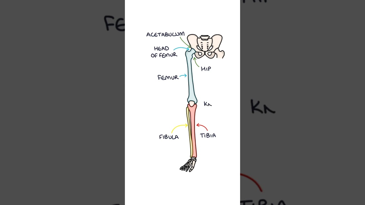 Basic Leg Bone Anatomy #medicalstudent #anatomy #orthopaedics #biology