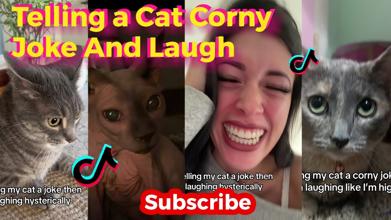 Telling My a Cat Corny Joke And Laugh Crazy To Get Her Reaction