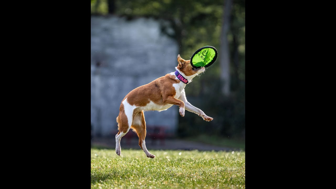 Canine Camp Getaway Dog Camp Vacation