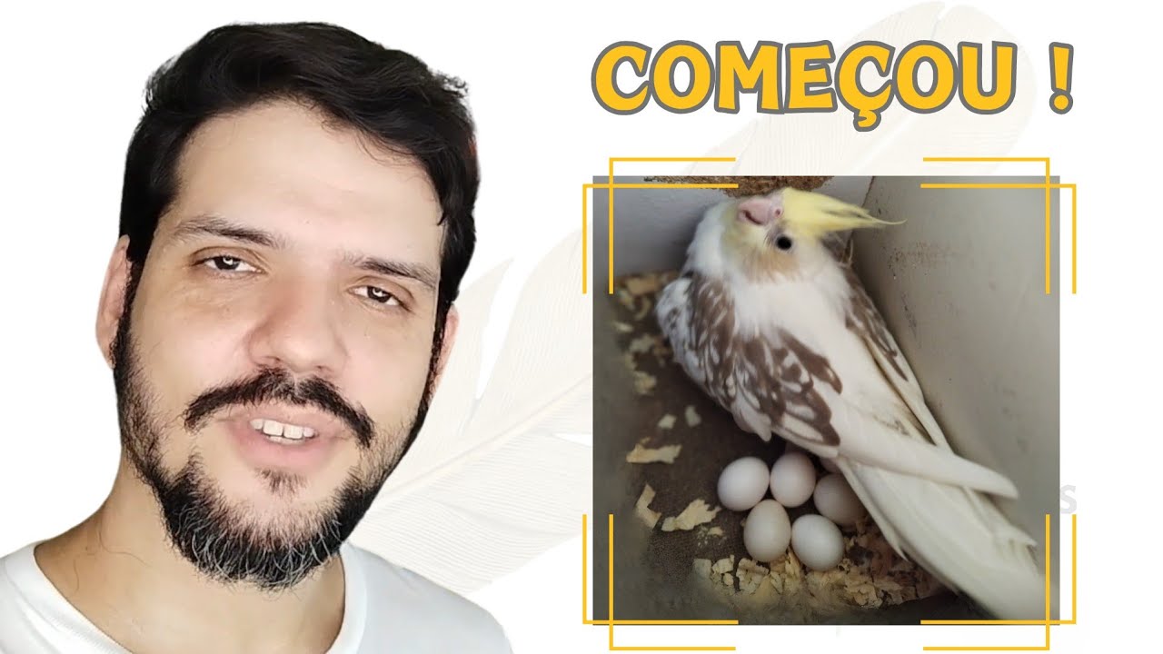 REPRODU&Ccedil;&Atilde;O DAS NOVAS MATRIZES DE CALOPSITA