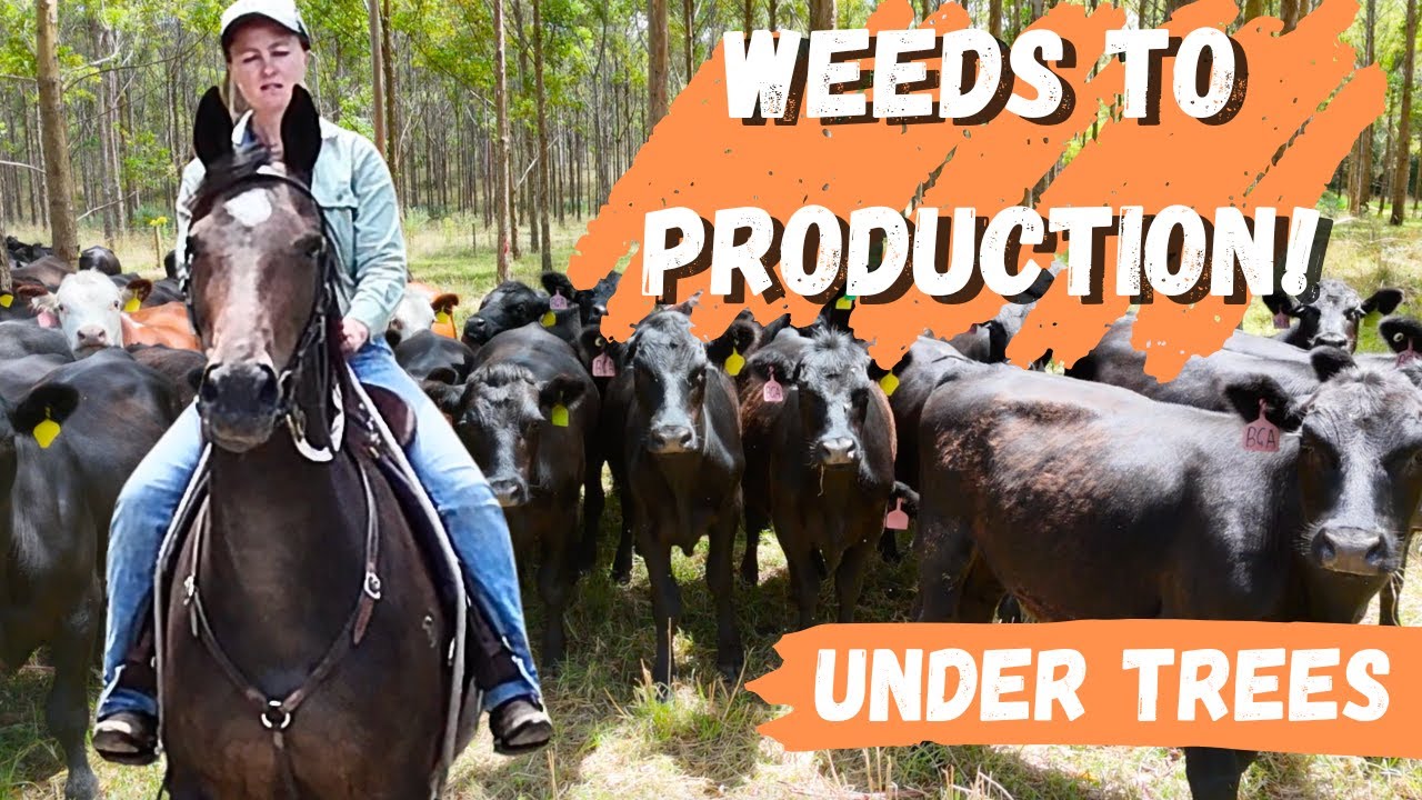 Weeds to Profit! How Alice Transforms Land Under Trees with Smart Grazing