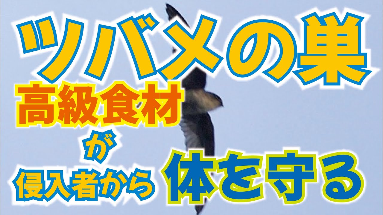 【燕の巣 シアル酸】が体を守る？シアル酸で体にバリアー！