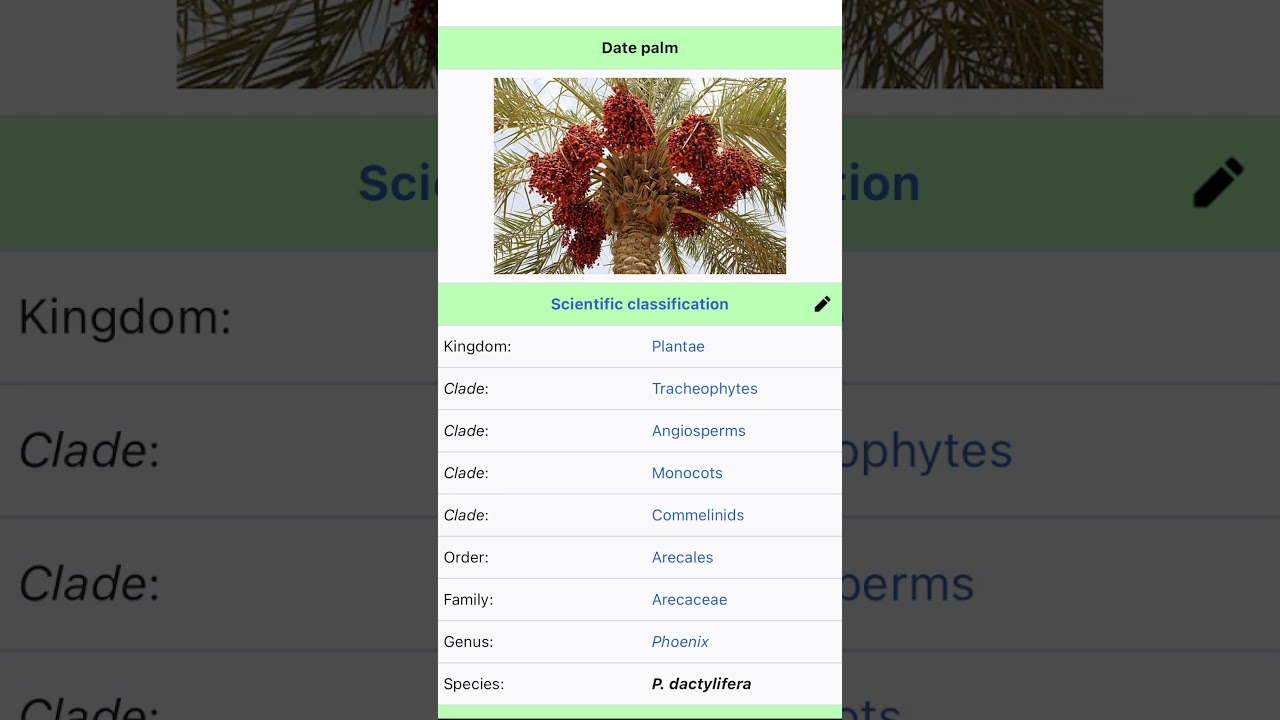 date palm (Phoenix dactylifera)  
