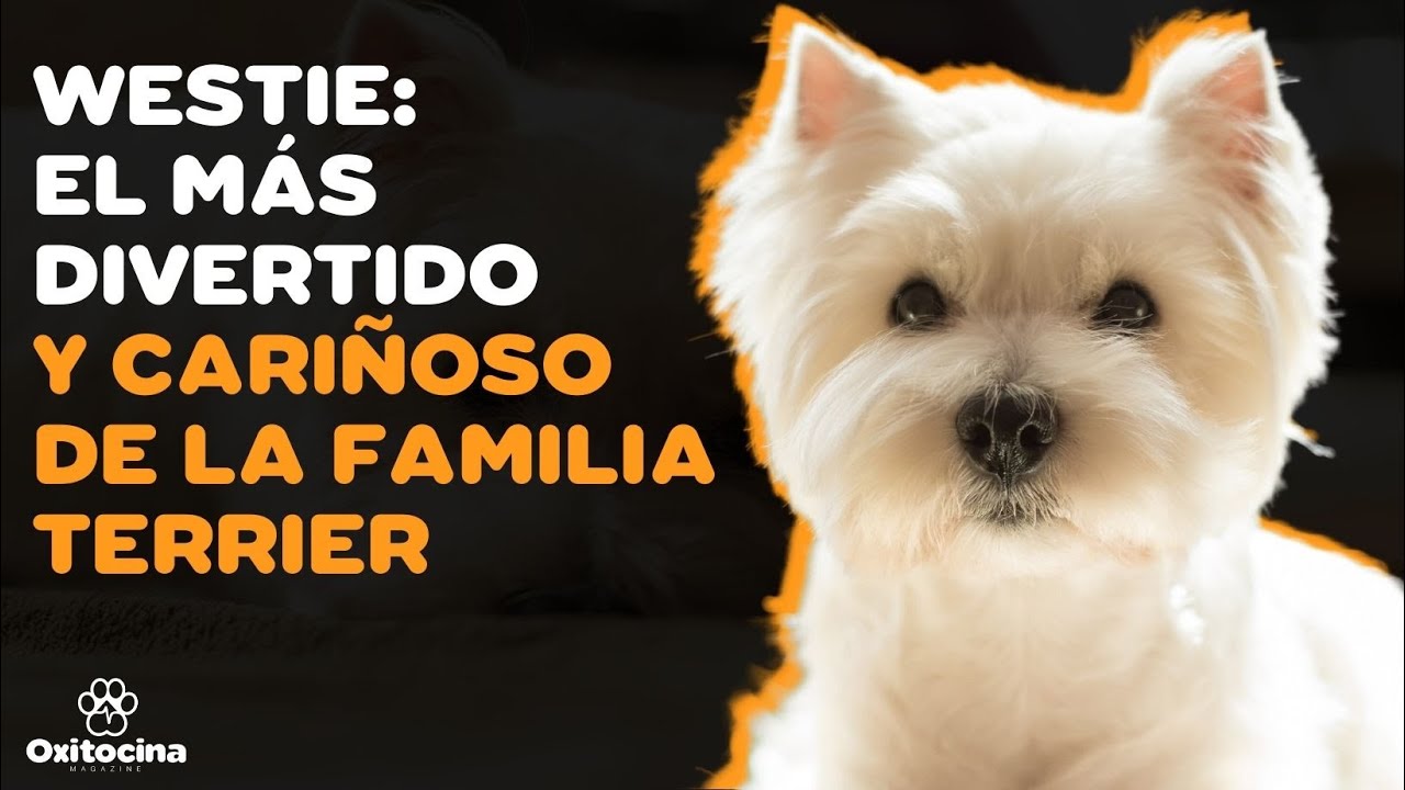 🐶WEST HIGHLAND WHITE TERRIER (WESTIE): 9 COSAS que debes saber