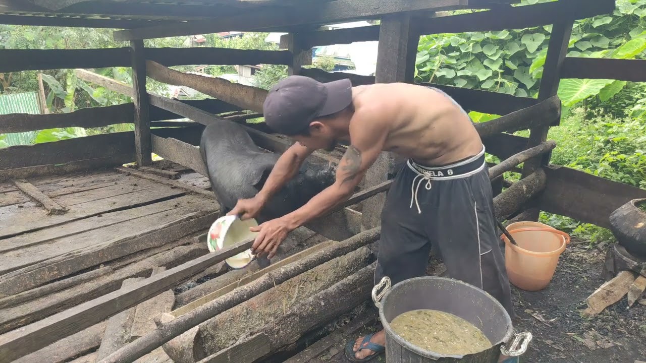 Fastest way to earn money #pigfarm  #pigfeed