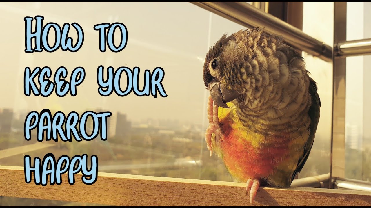 How to keep a bird happy| Tips on keeping your parrot safe, healthy and happy!