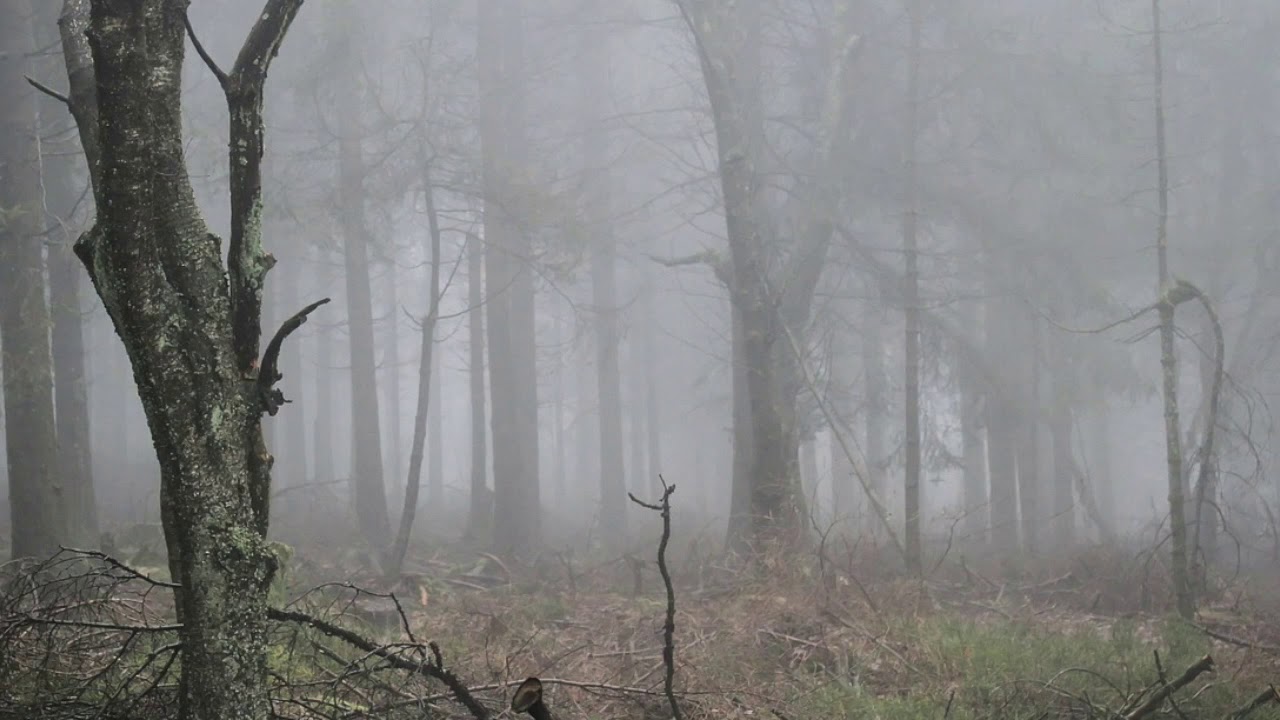 Bj&oslash;rn Gunnar Gjerstr&oslash;m:  The mysterious forest