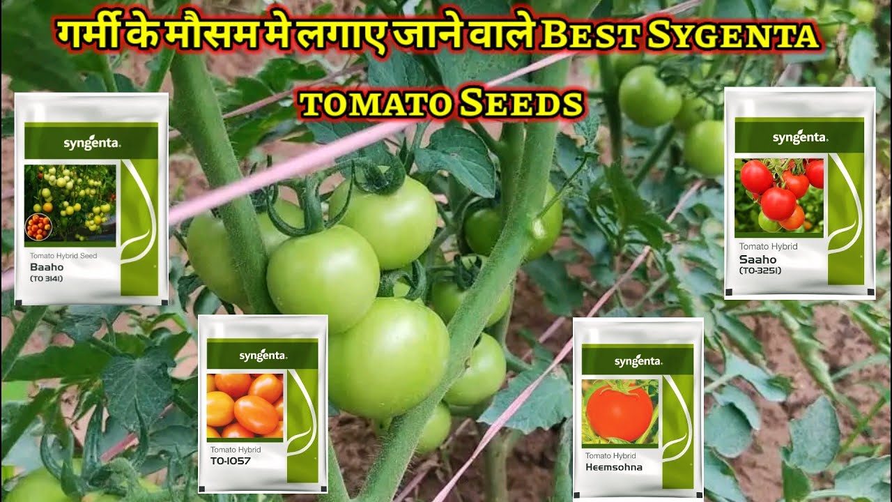 गर्मी के High Temprature मे सबसे ज्यादा Production देने वाले Best Sygenta Tomato Seed