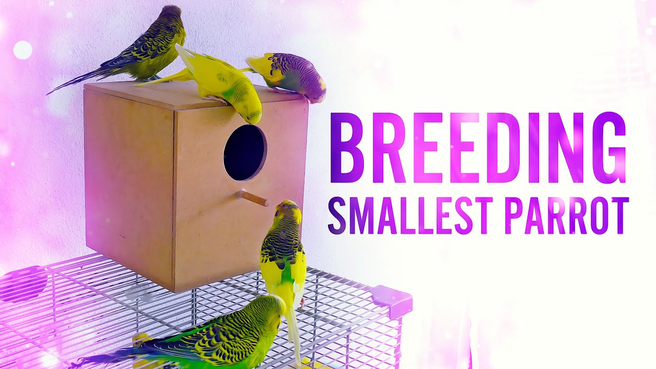 Reasons Why You should NOT BREED BUDGIES!