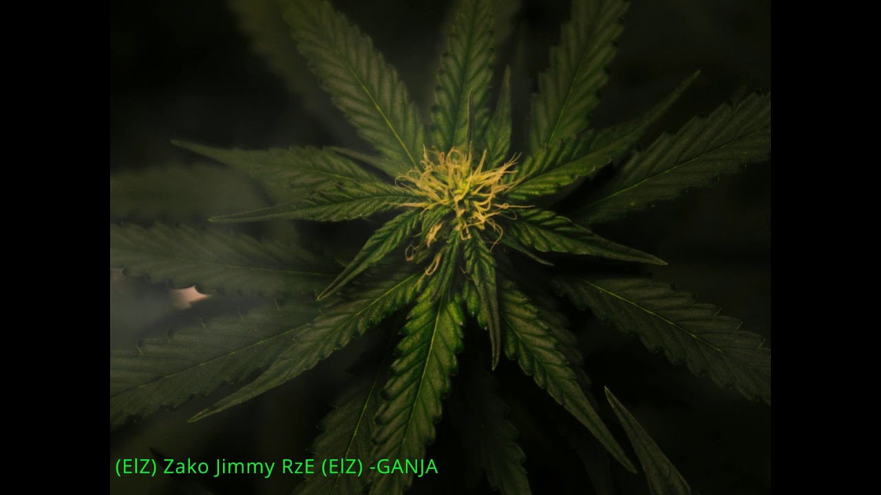 (ELZ) Żako JimmY RzE (ELZ) - GANJA