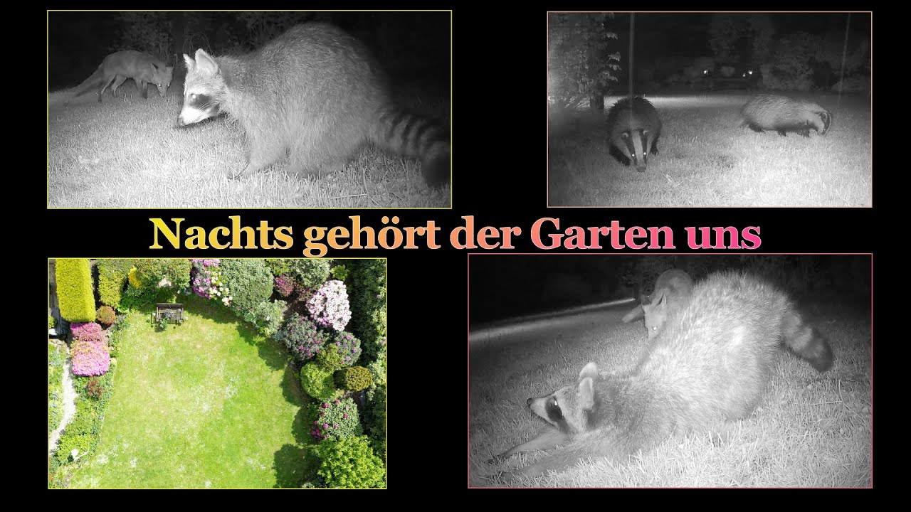 Nachts gehört der Garten uns  |  Impressionen mit der Wildkamera