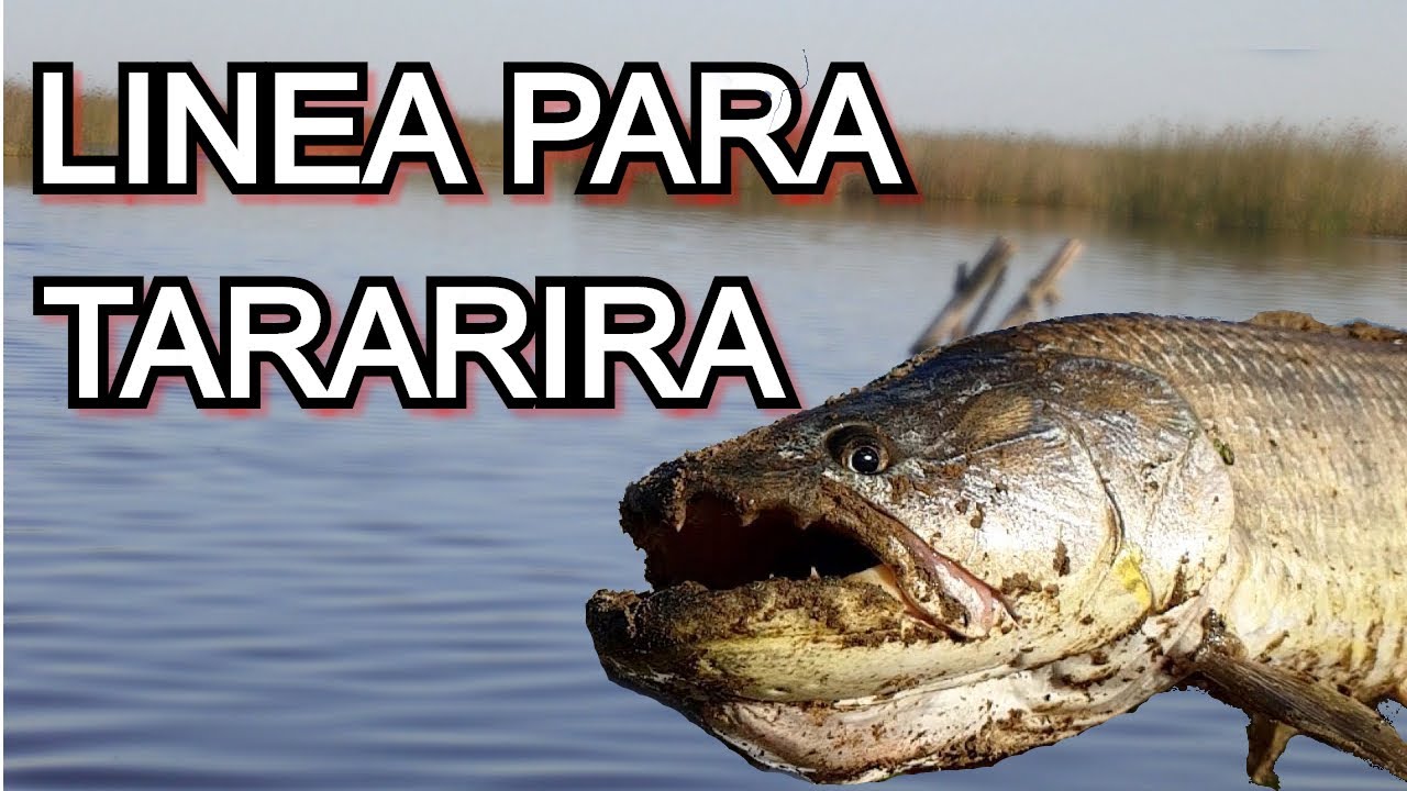 Linea para PESCAR tarariras y ENCARNE
