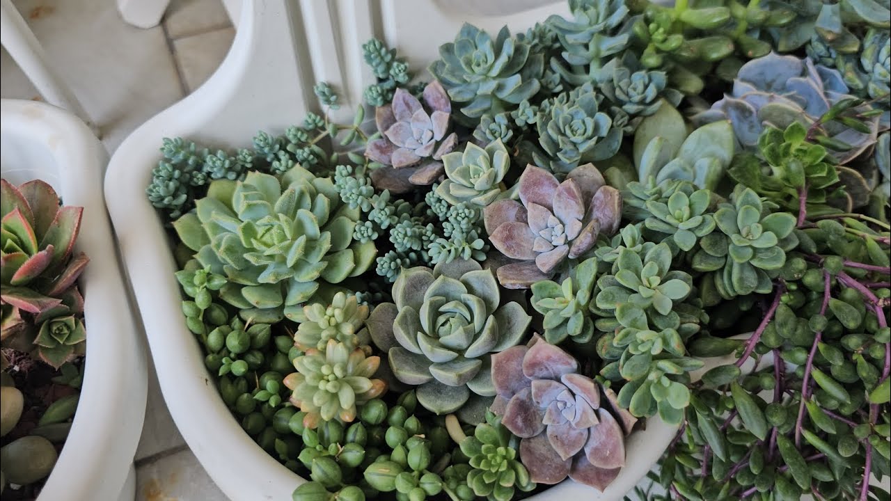 🌸💫YAZ GELDİ SKULENTLERİM NE DURUMDALAR SOHBET TADINDA GÜZELLİKLER 🌸💫 #arajman #skulent #succulent
