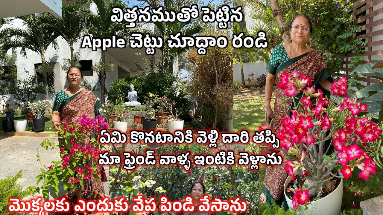 మొక్కలకు వచ్చిన Diseases గురించి తెలుసుకుందామా!