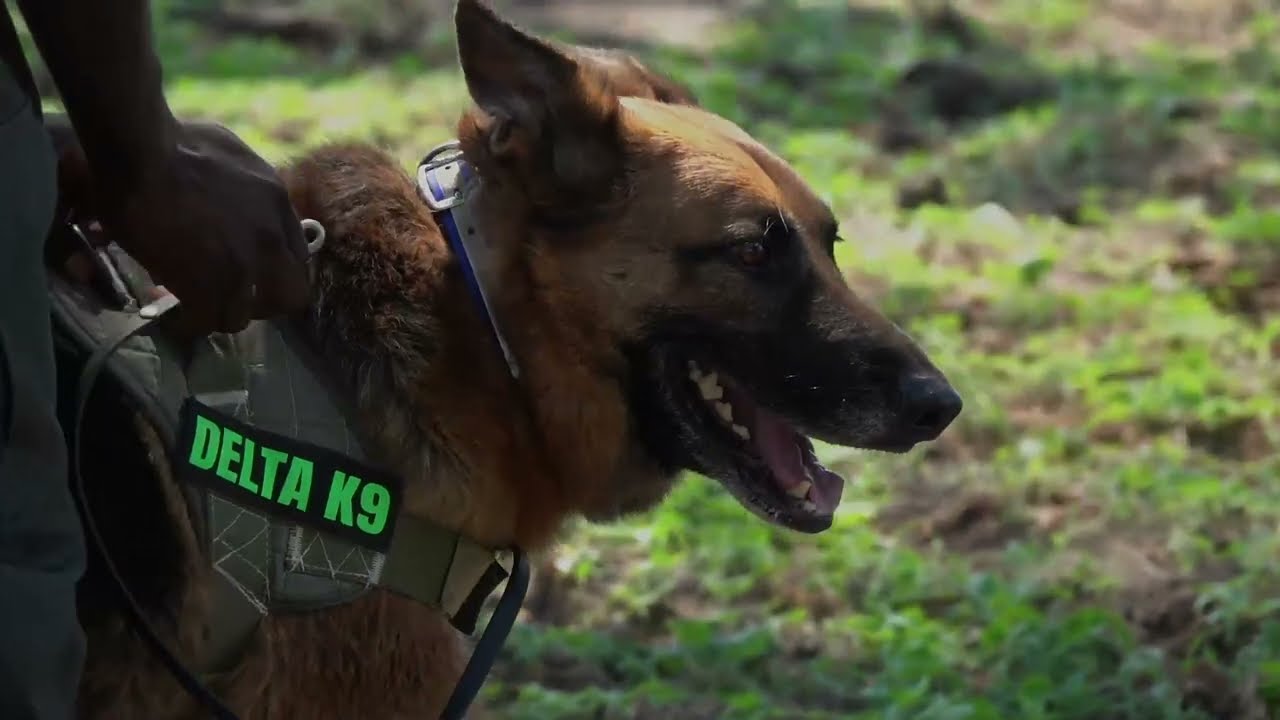 K9 Unit dogs in action