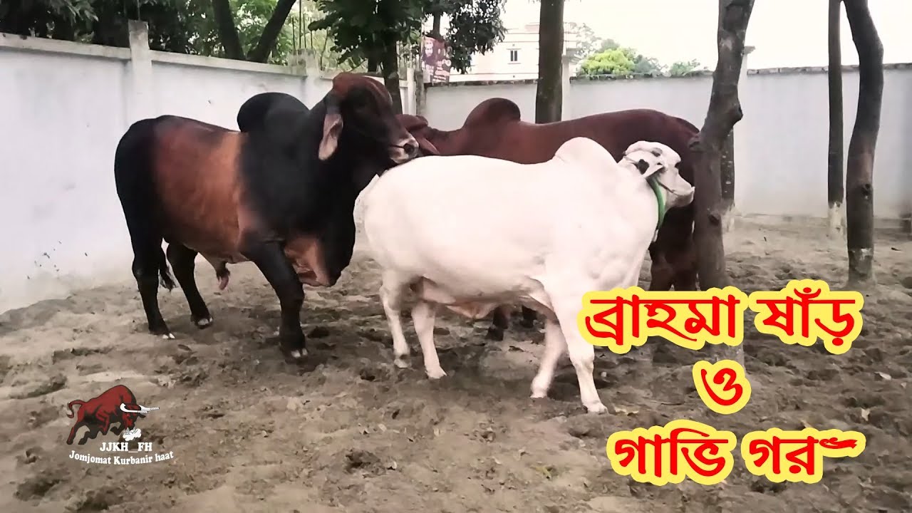 ব্রাহমা ষাঁড় মাত্র ২২ মাস বয়সি গরু নির্জাস-এগ্রো তে ছেড়ে পালা হচ্ছে। জাত উন্নয়নের আরেক ধাপ এগিয়ে এখন