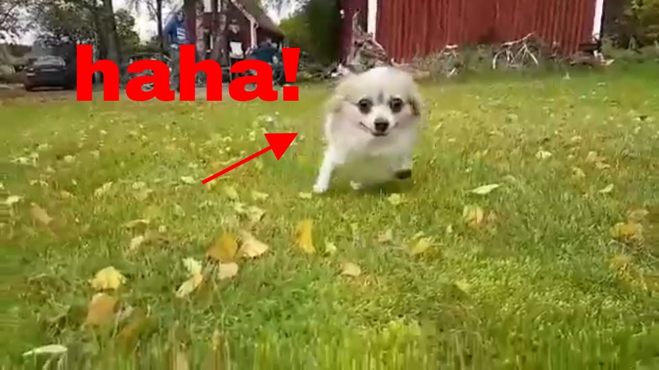 Dog running ( Epic Slow Motion!)😃💣😃😍