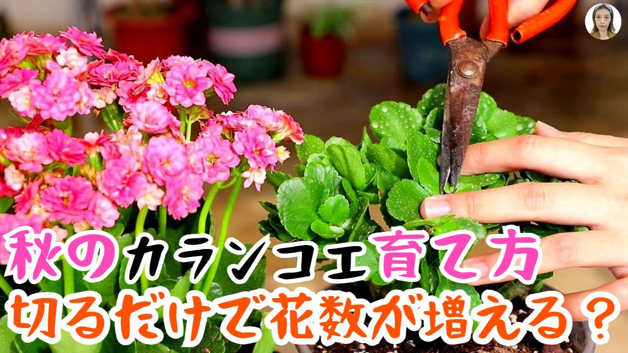カランコエの育て方、切るだけで花数が増える？騙されるな、95％の死因は誤った剪定！|花子