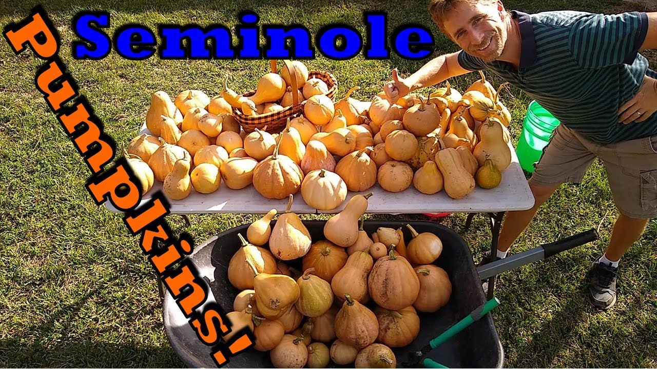 EASY To GROW For A HUGE Harvest!!!  Why Seminole Pumpkins Are The BEST!!!