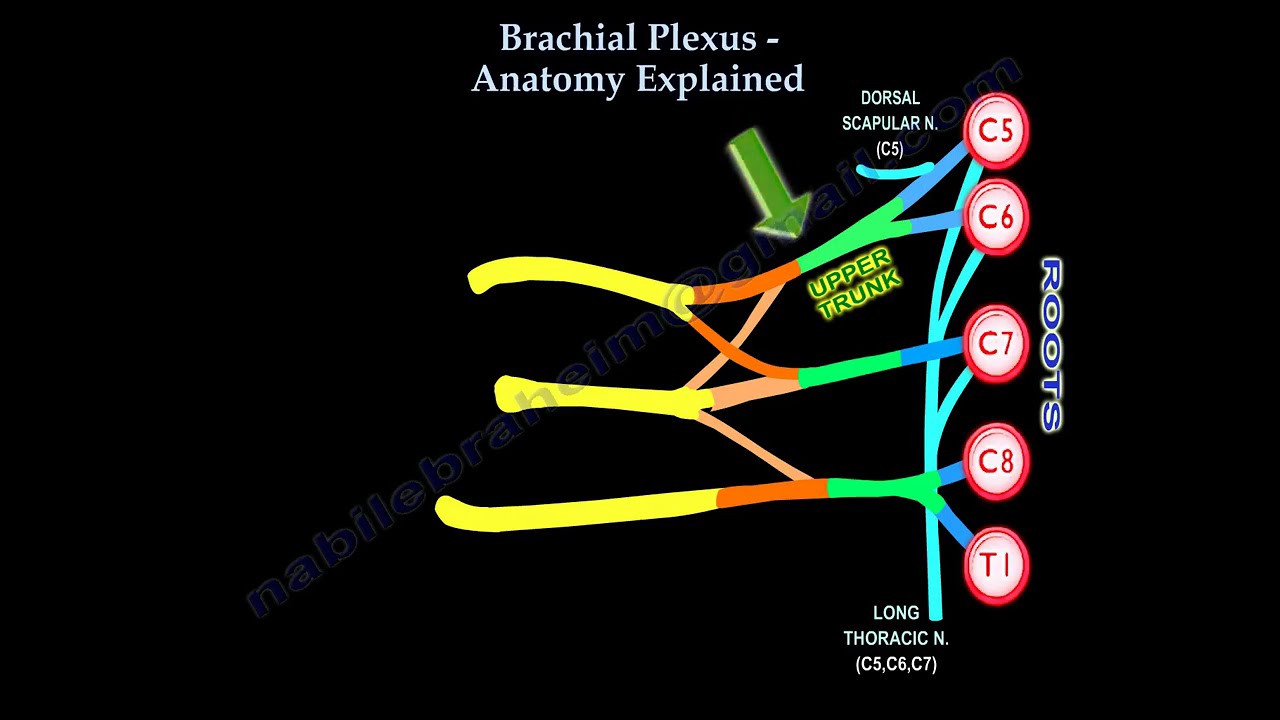 Brachial Plexus anatomy and branches