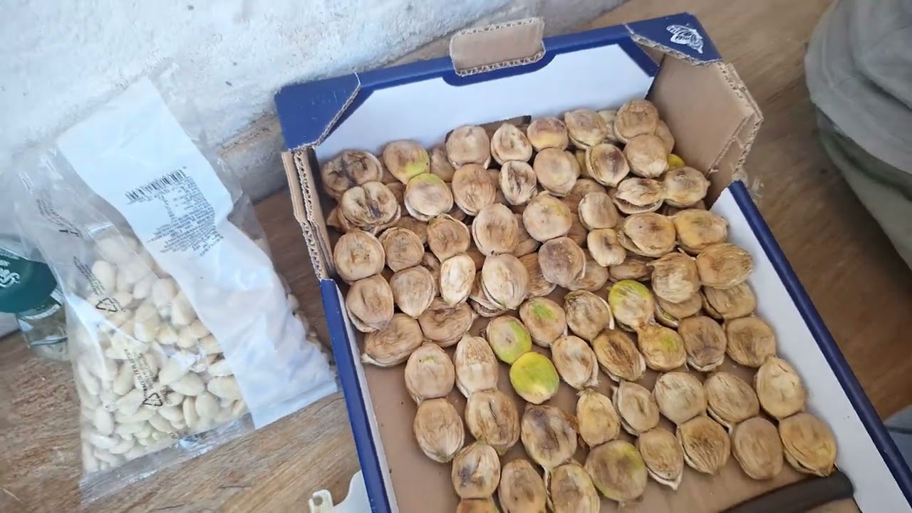 Accoppiamento fichi  5 settembrr