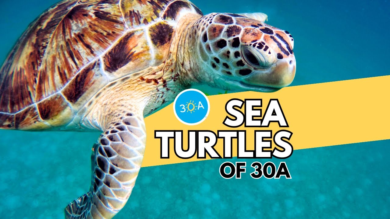 Морские черепахи Флориды 🐢
