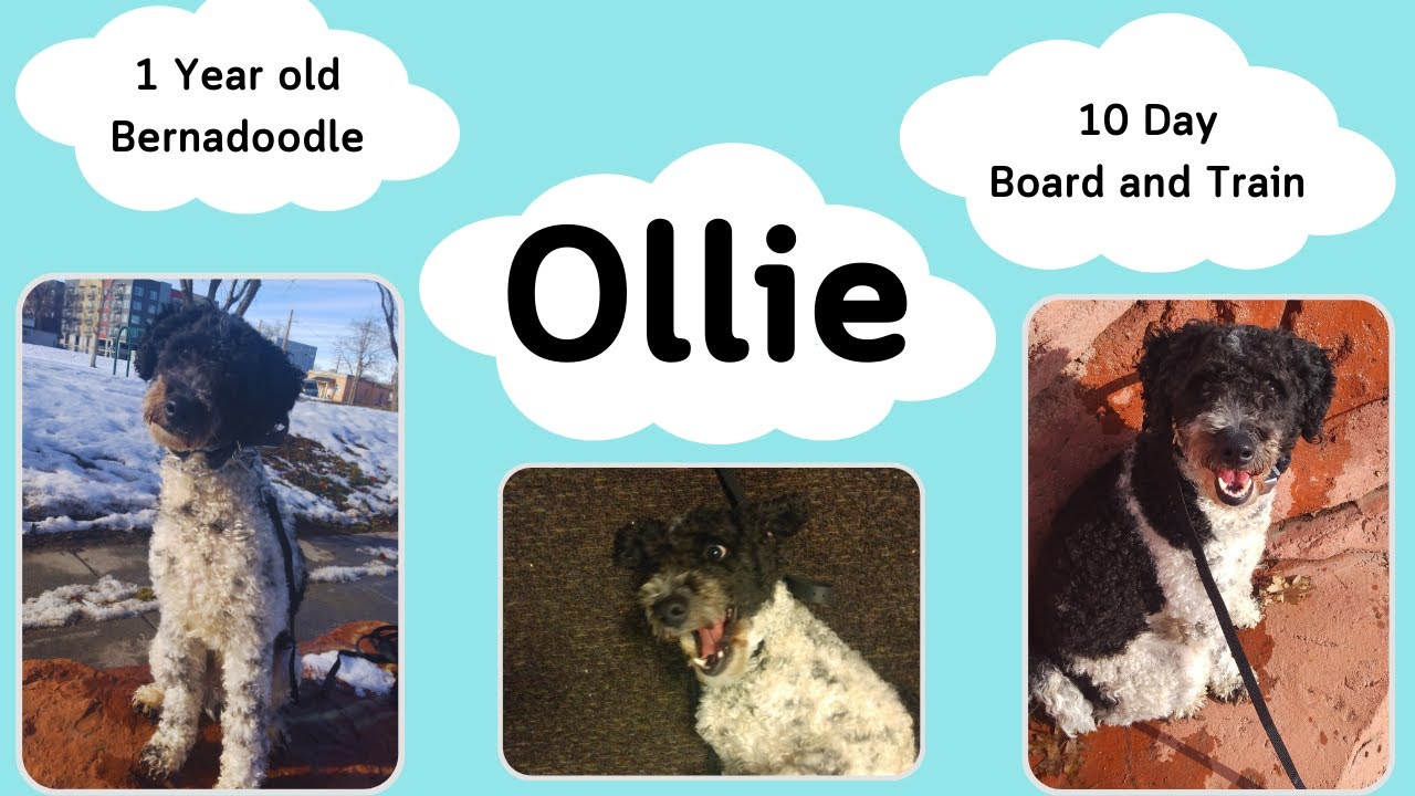 Taylorsville City Dog Trainers ||| OLK9 Utah ||| 1 Year Old Bernadoodle, Ollie