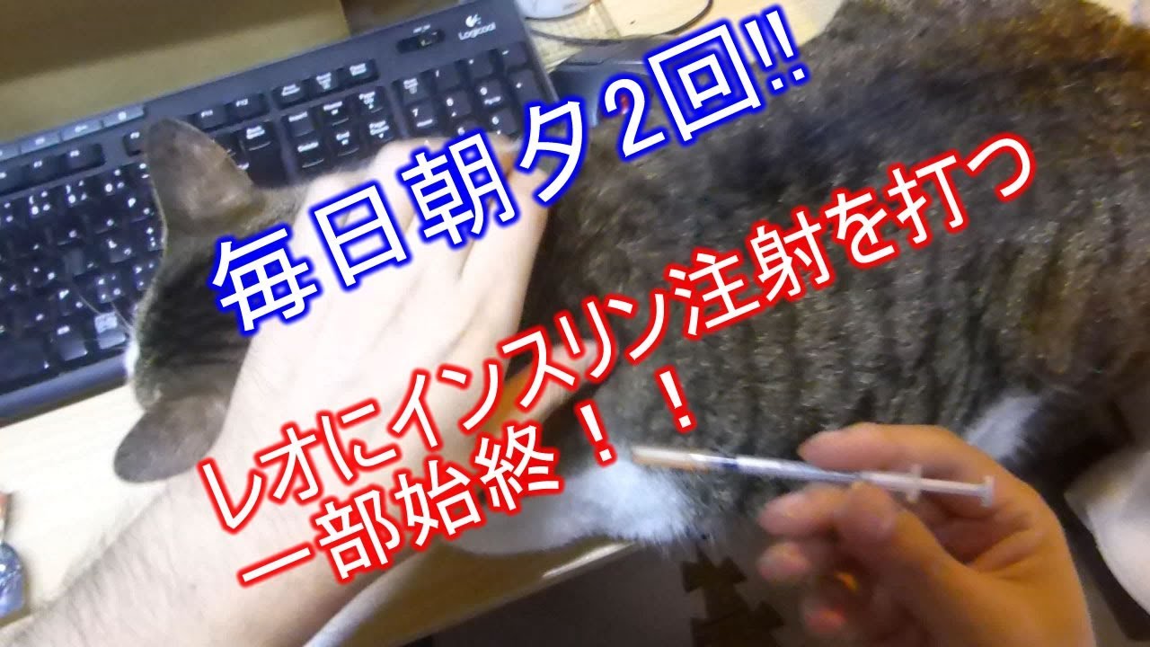 鯖トラ白猫のレオにインスリン注射する一部始終