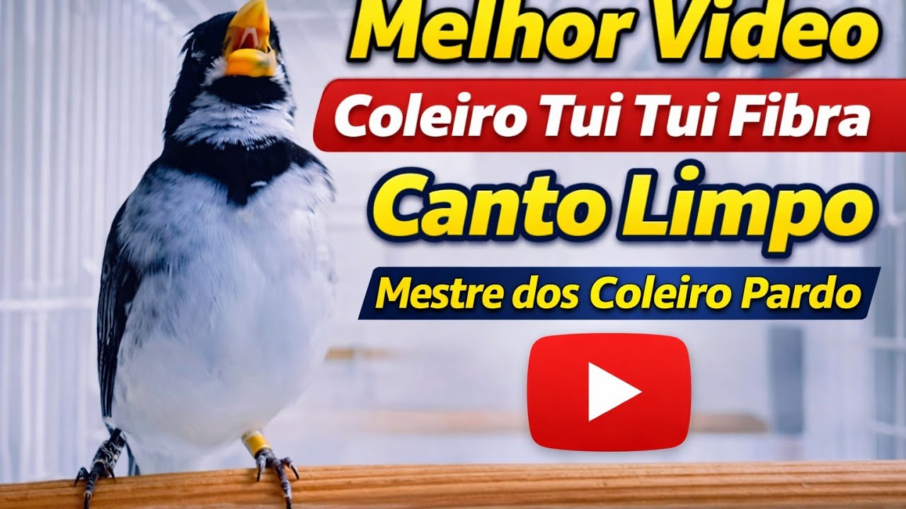  Melhor Video Coleiro Tui Tui Fibra Canto Limpo Mestre dos Coleiro Pardo 