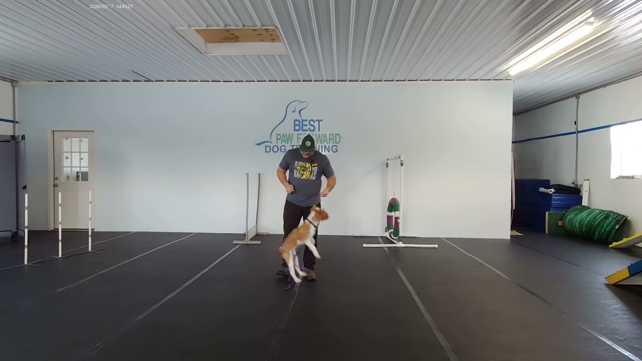Mercer the Cavalier King Charles Spaniel | Day 2 Day Train | Sit & No Jumping Training