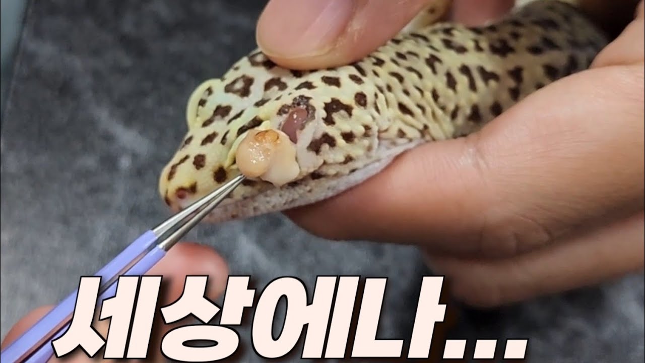 맙소사..!!!역대급 고름이 뽑혔습니다.학생이 돈이랑 같이 두고갔는데....