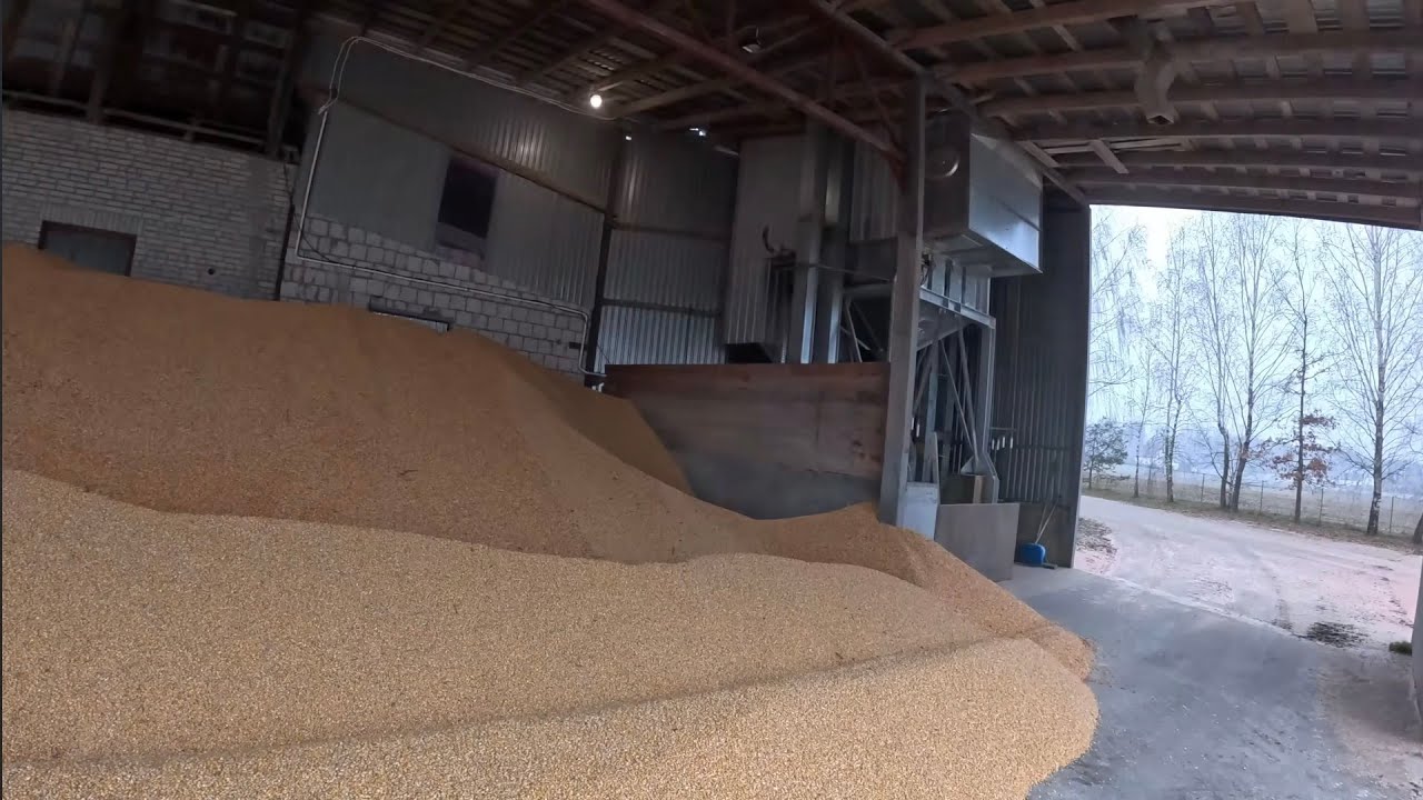 Koniec z kukurydzą 🏁 Krowy na polach | Nowy silos paszowy 🐷