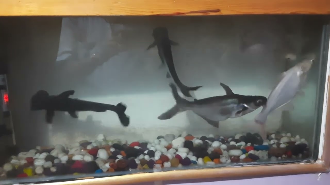 our home fish