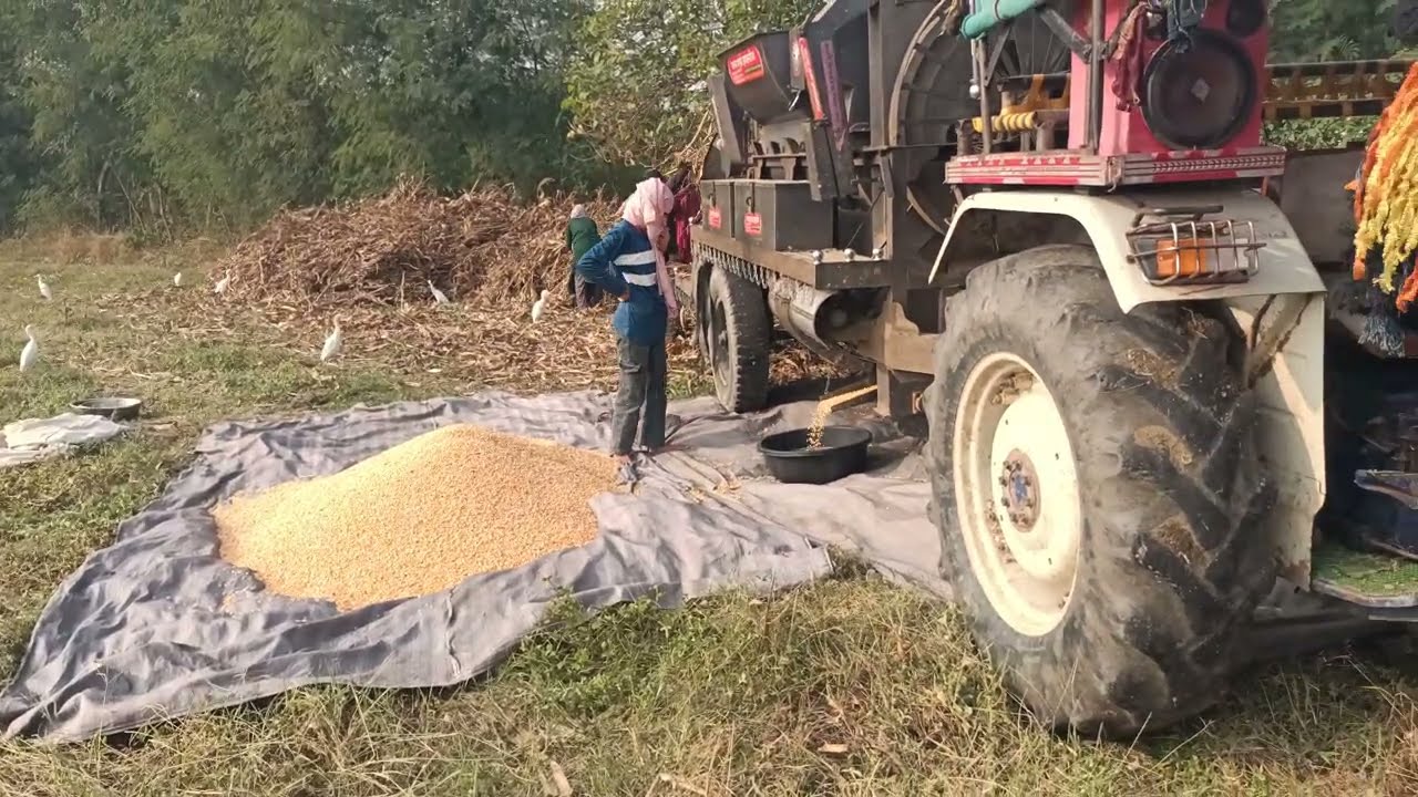 राजस्थान के भीलवाड़ा जिले में मक्का की निकलाई जोरदार जाने किसान की खेती💯🔥#viralvideo 