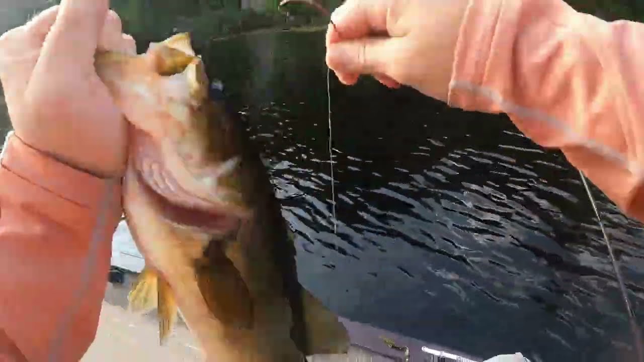 power shotting multispecies