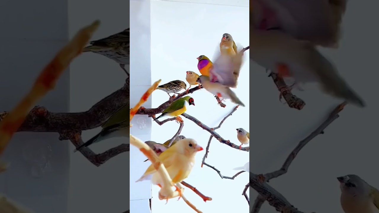 Most Beautiful Parrots 🐦🦜 Cute Parrot Voice 