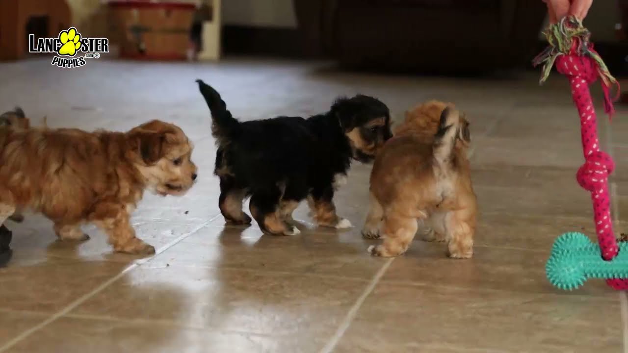 Morkie Puppies