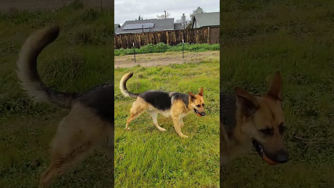 Life is good when you have a ball