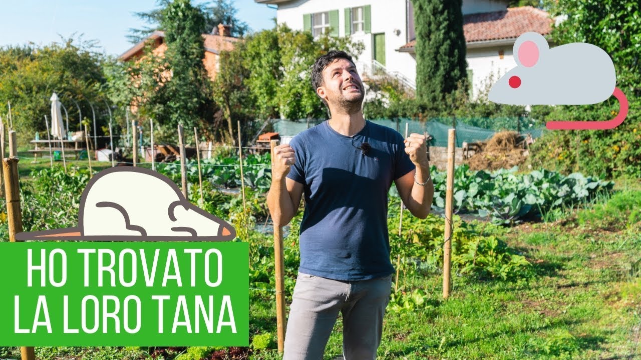 Trappole per topi: ho trovato un loro nido