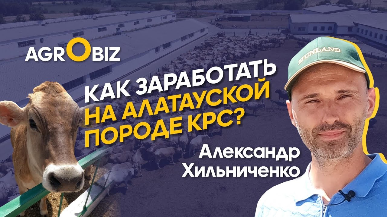 Бизнес на Алатауской породе КРС: реальные надои, рацион, уход, качество молока | Хильниченко и К