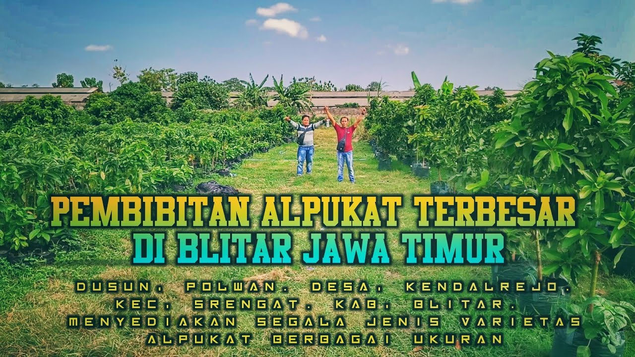 Pembibitan Alpukat Terbesar Di Blitar