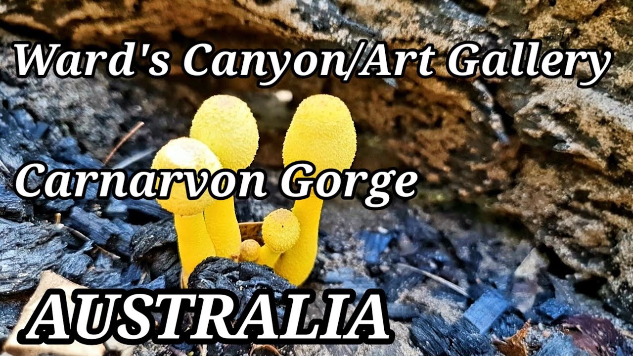 Must see in Carnarvon Gorge, Queensland. Ward's Canyon & Art Gallery. Stunning hiking location.