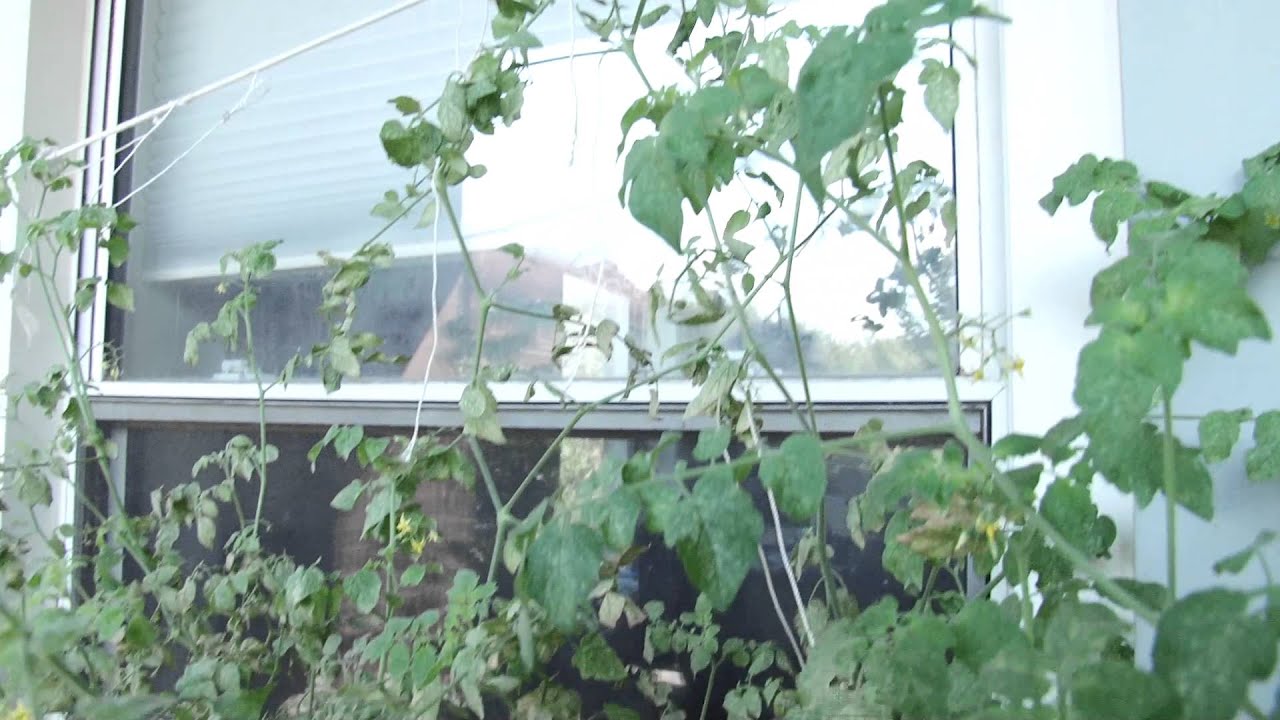 Container Gardening Season 2 - Week 18: The Red Spider Mites Strike Back!