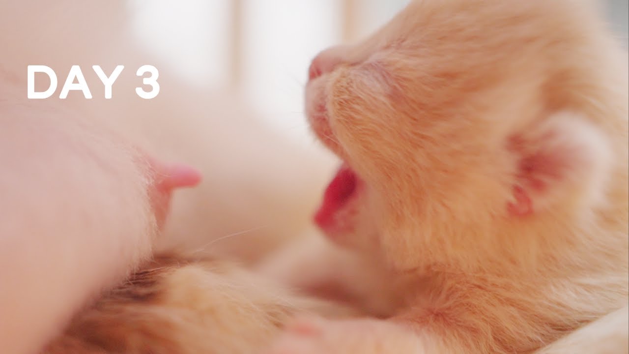 Baby Kittens Nipple Fight, Short Leg vs Long Leg - Day 3 @ Baby Kittens Day 1 to Day 100 Vlogs