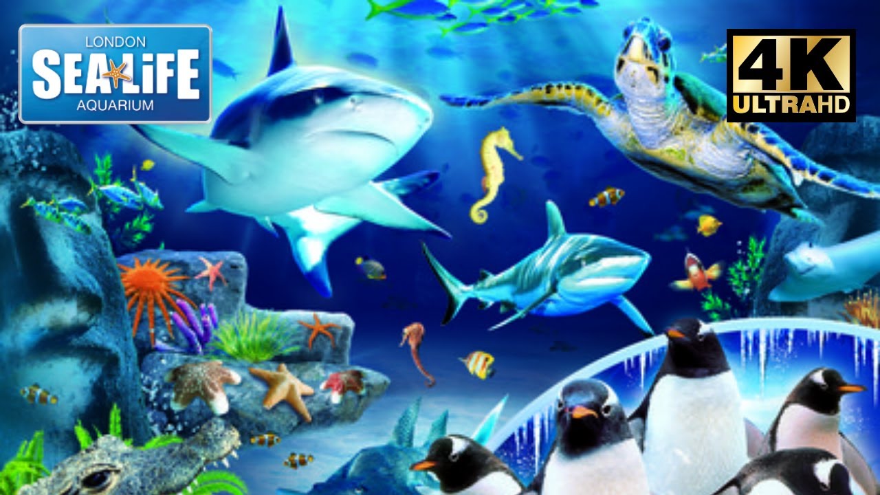 Shark attack 😳 Sealife London's best attraction in stunning 4K