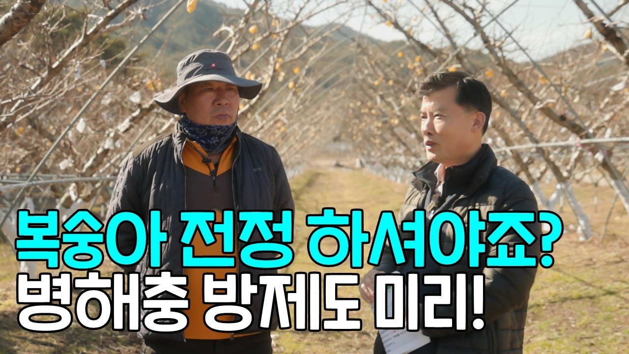 복숭아 전정하셔야죠? 병해충 방제도 신경 쓰셔야