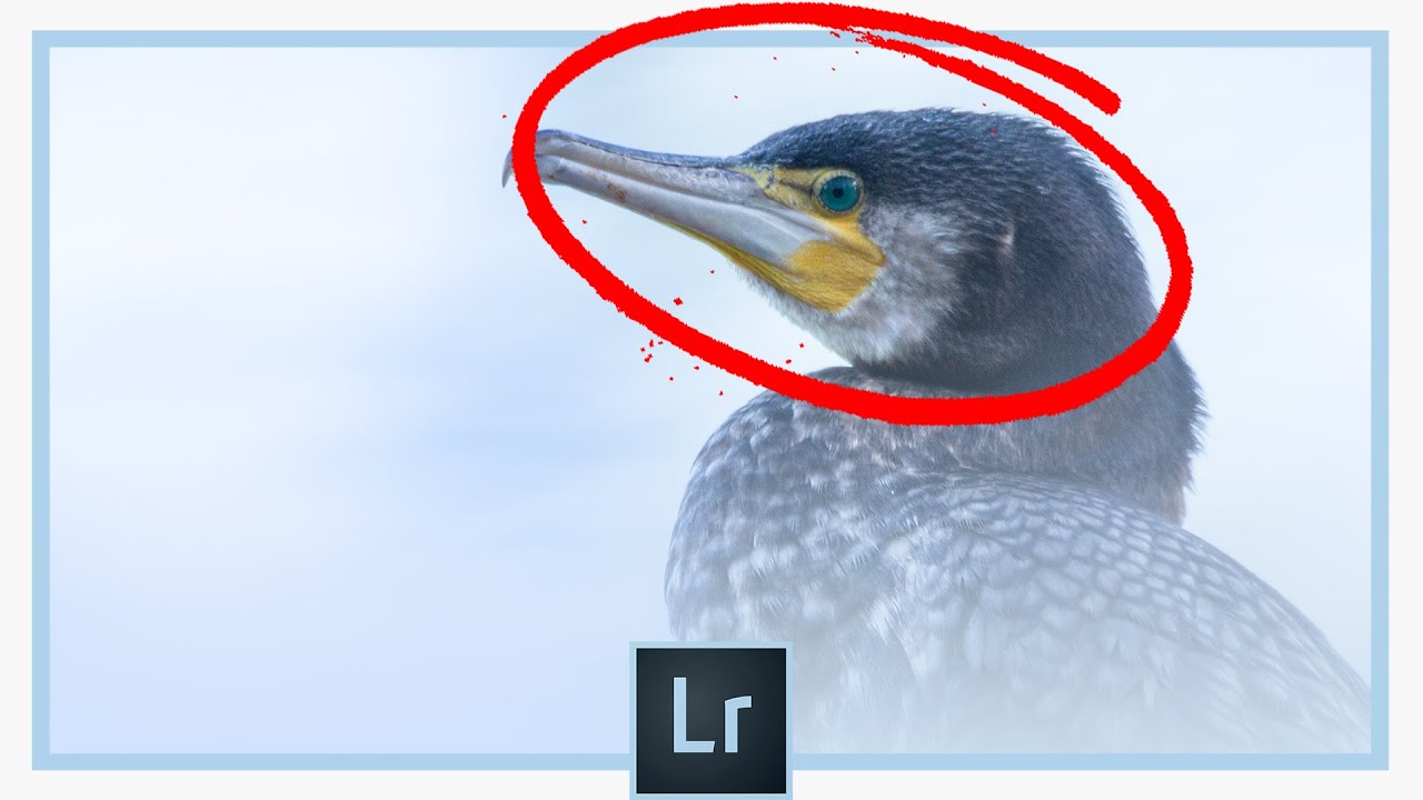 Comment utiliser le filtre radial sur Lightroom