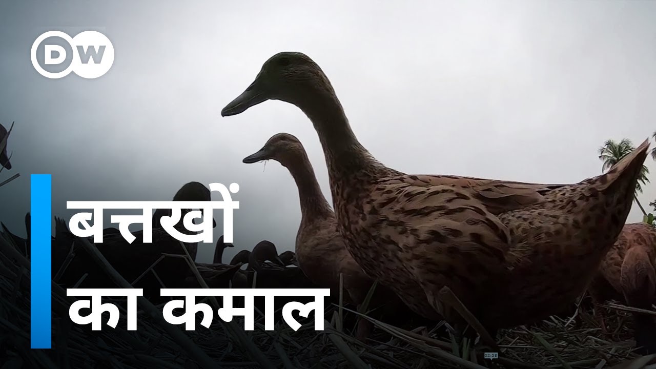 दस हजार बत्तख एक साथ हों तो देखिए क्या होता है [Ducks cleaning rice paddies in Thailand]