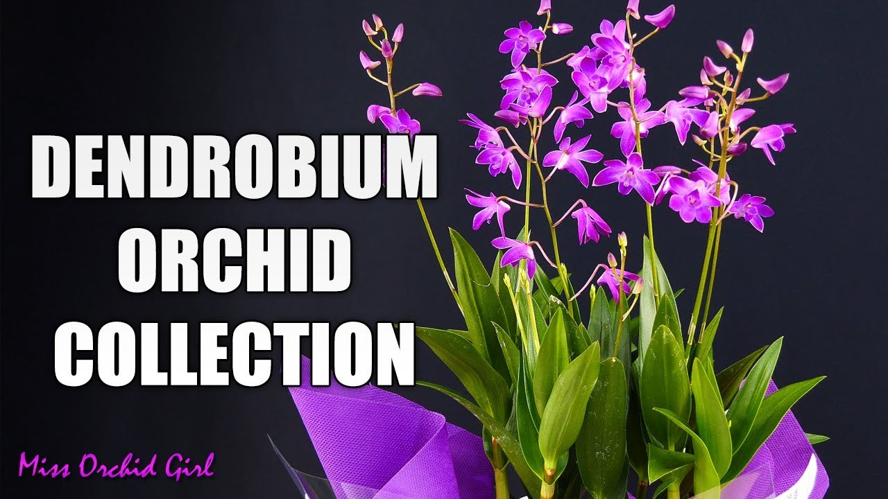 My Dendrobium Orchids collection - Old favorites and new on my wishlist!